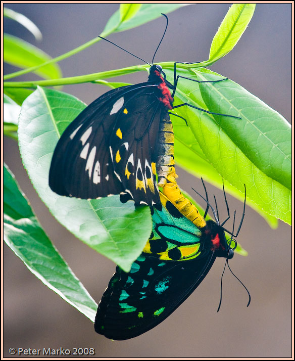 WV8X8546.jpg - Butterflies, Sydney, Australia.